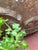 Ecru Cast Stone Neoclassical 1990s Fleur-De-Lis Garden Pot For Sale - Image 8 of 9