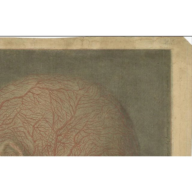 Gautier-D’Agoty, Anatomical Study of Head and Neck Veins, 1748, Paper For Sale - Image 10 of 11