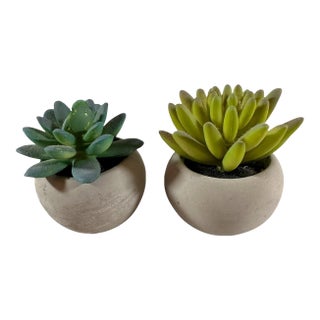 Adorable Set of Petite Succulents in Little Concrete Vases For Sale