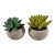 Adorable Set of Petite Succulents in Little Concrete Vases For Sale