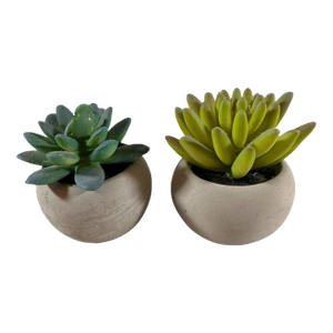 Adorable Set of Petite Succulents in Little Concrete Vases