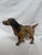 Posing English Setter Ready for the Hunt For Sale - Image 10 of 12