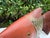 Vintage Hand-Carved Folk Art Fish Sculpture For Sale In Naples, FL - Image 6 of 12