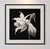 Contemporary Brugmansia Flower No. 1 — Black and White Vintage Botanical Photography Print For Sale - Image 3 of 3
