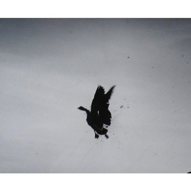 Photorealism Richard Stacks Dead Goose C. 1960 Photography For Sale - Image 3 of 6
