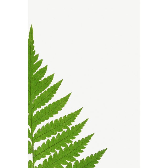 Not Yet Made - Made To Order Fern Art Print – Vintage Green Botanical Illustration, 40" X 60" For Sale - Image 5 of 8