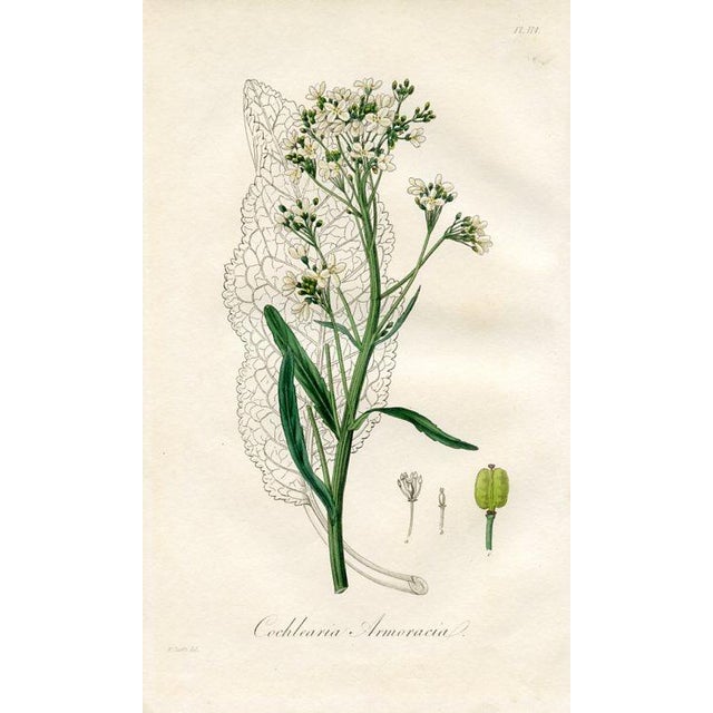 Original hand-colored botanical print from “Medical Botany”, a medical reference published in England in the early 1800s....