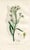 Original hand-colored botanical print from “Medical Botany”, a medical reference published in England in the early 1800s....