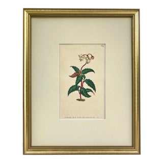 Antique Original Hand Colored Curtis Floral Botanical Etching 1806 For Sale