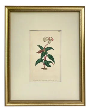 Antique Original Hand Colored Curtis Floral Botanical Etching 1806