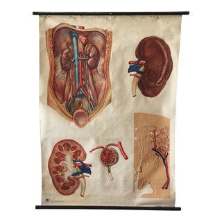 Vintage Classroom Kidney Anatomical Pull-Down Chart For Sale