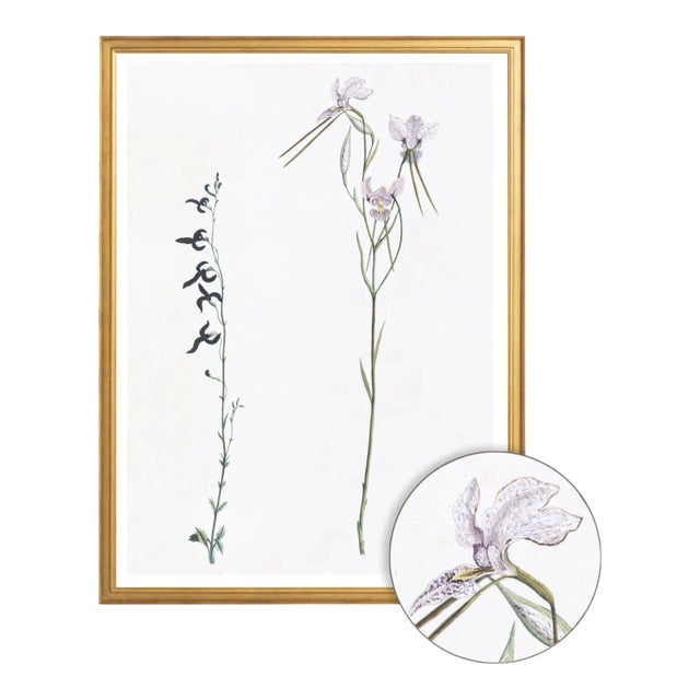 Celerie Kemble Curated Australian Botanical X (40x60) in Gold Frame For Sale