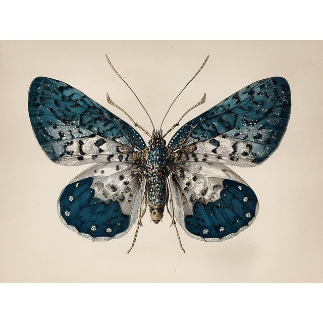 2020s Six-Spot Burnet - Butterfly Botanical Study | Natural History | Fine Art Print For Sale - Image 5 of 5