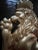 Metal Vintage Gold English Fighting Wall Lions a Pair For Sale - Image 7 of 10
