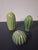 Minimalist 3 Pc. Glazed Stoneware Cacti - Set of 3 For Sale - Image 11 of 11