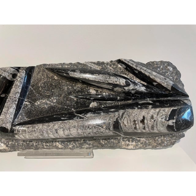 Unusually substantial piece with exceptionally large and nicely highlighted specimens. An extinct sea creature of the...