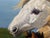 Gilt Framed Oil Painting Grey Mare and Chestnut Foal "Mother and Son" After Henry William Banks Davis Ra For Sale - Image 11 of 18