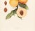 1900s U. P. Hedrick, Original Antique Photogravure of Kalamazoo Peaches For Sale - Image 4 of 7