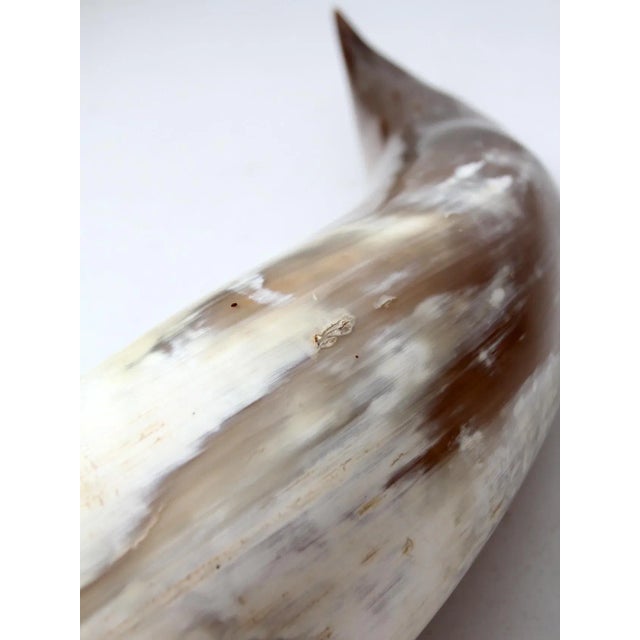 Mid 20th Century Vintage Polished Horn For Sale - Image 5 of 12