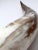 Mid 20th Century Vintage Polished Horn For Sale - Image 5 of 12