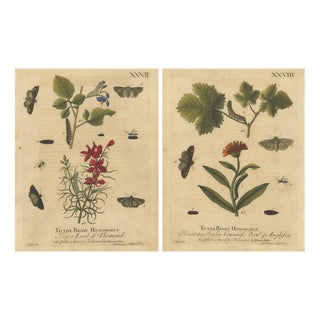 Albin, Moths with Garden Flowers, Hand-Colored Engravings, Set of 2 For Sale