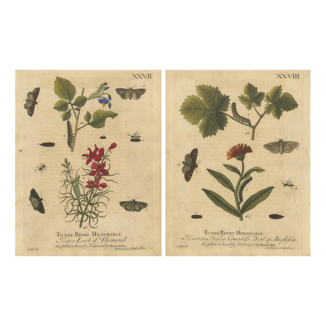 Albin, Moths with Garden Flowers, Hand-Colored Engravings, Set of 2 For Sale