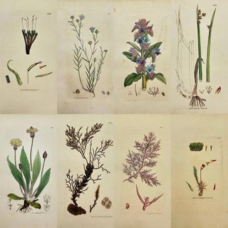 Early 19th Century James Sowerby – Set of 8 Botanical and Natural History Prints – Tortula Tortuosa For Sale