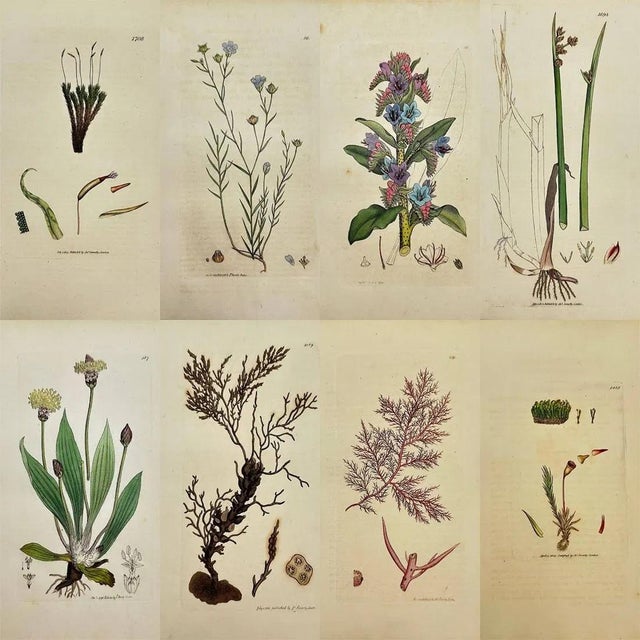 Early 19th Century James Sowerby – Set of 8 Botanical and Natural History Prints – Tortula Tortuosa For Sale