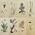 Early 19th Century James Sowerby – Set of 8 Botanical and Natural History Prints – Tortula Tortuosa For Sale