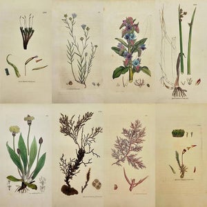 Early 19th Century James Sowerby – Set of 8 Botanical and Natural History Prints – Tortula Tortuosa