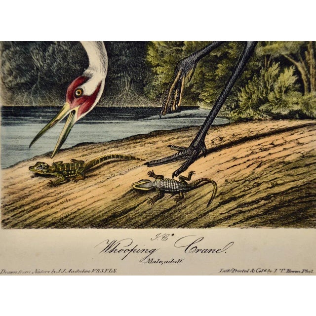 Mid 19th Century Male Whooping Crane: An Original 19th C. Audubon Hand-Colored Bird Lithograph, 1840-1844 For Sale - Image 5 of 5