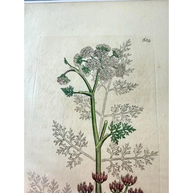 Antique White Set of 7 Antique Botanical Prints, Early 1800s, Authentic Curtis and Sowerby For Sale - Image 8 of 12