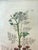 Antique White Set of 7 Antique Botanical Prints, Early 1800s, Authentic Curtis and Sowerby For Sale - Image 8 of 12