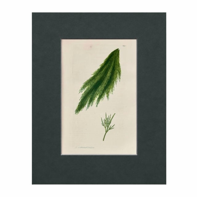 Set of 6 Antique Hand-Colored Sowerby Seaweed & Marine Algae Botanical Prints For Sale - Image 4 of 8