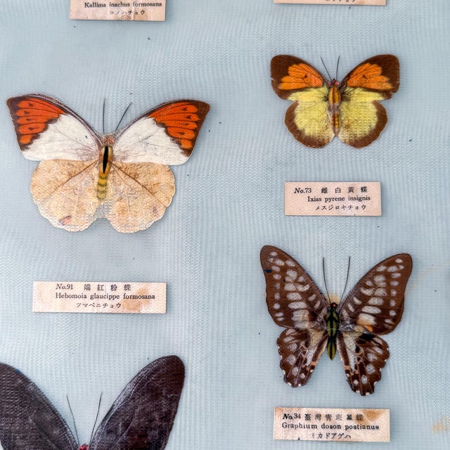 Large vintage Taiwanese butterfly specimen collection featuring dozens of individually mounted and identified specimens...