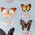 Large vintage Taiwanese butterfly specimen collection featuring dozens of individually mounted and identified specimens...