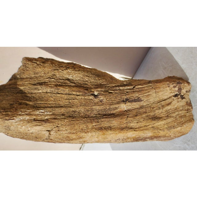 Stone Large Petrified Wood Log For Sale - Image 7 of 13