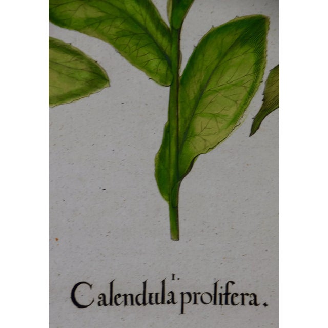 Early 18th Century Calendula Flowers: An 18th Century Hand-Colored Botanical Engraving by Basilius Besler, 1713 For Sale - Image 5 of 7