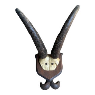 1900s Chamois Goat Trophy Rd29 For Sale