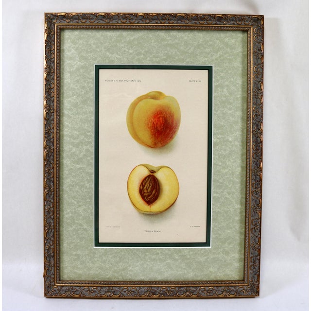 1900 - 1909 Antique Department of Agriculture Framed Botanical Apple and Peach Lithographs-Set of 3 For Sale - Image 5 of 10