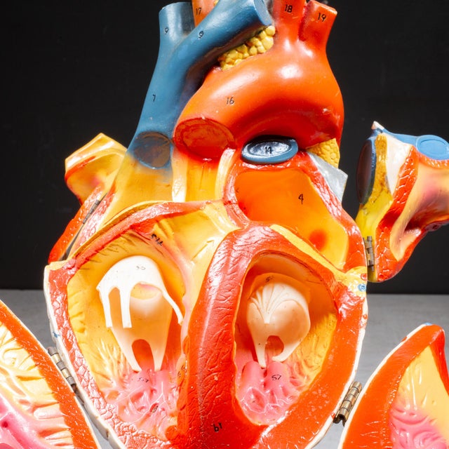 Vintage Professional Anatomical Human Heart Model c.1976– Medical Teaching Aid For Sale - Image 4 of 10