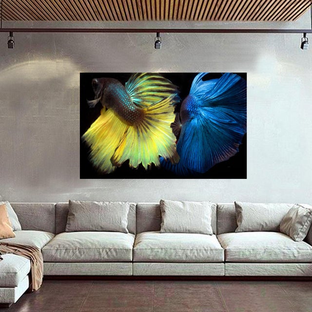 Color Photograph of 2 Male Beta Fish Swimming on Black. Printed on Archival Fine Art Paper