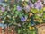 1970s 1970s Oil Painting Lilac Near the House Dziuban Ivan Feodosievich For Sale - Image 5 of 12