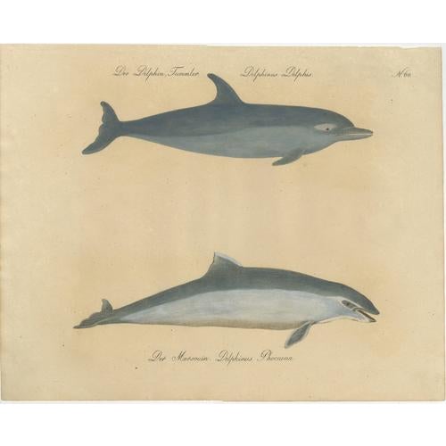 Karl Joseph Brodtmannm, Dolphin & Porpoise, 1816, Lithograph For Sale - Image 9 of 9