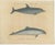 Karl Joseph Brodtmannm, Dolphin & Porpoise, 1816, Lithograph For Sale - Image 9 of 9