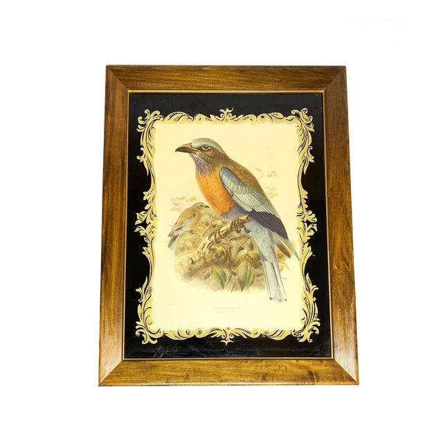19th Century Antique John Gerald Keulemans Framed Hand-Colored Burmese Roller Bird Lithograph For Sale - Image 4 of 4