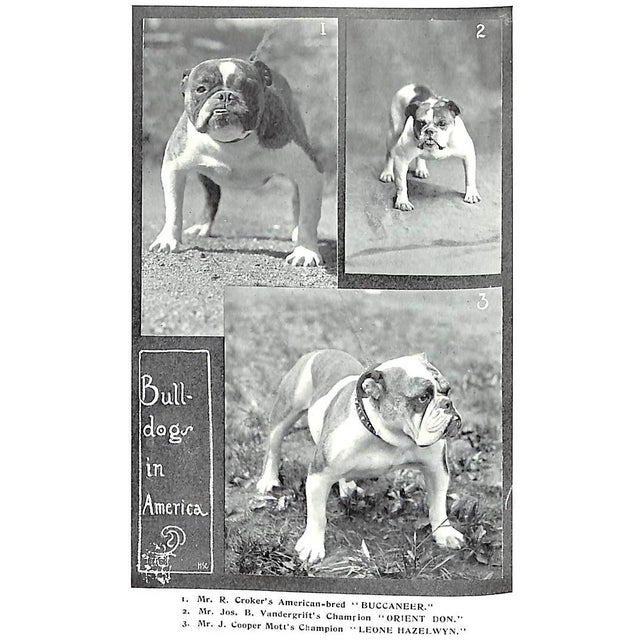 "Bull Dogs and Bulldog Men" 1905 Cooper, H. St. John For Sale - Image 12 of 12