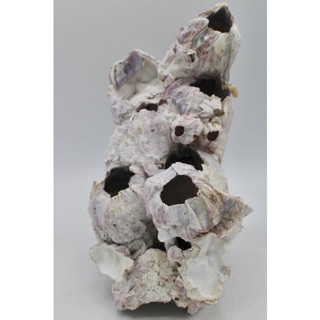 Vintage Organic Modern Coastal Barnacle Conglomerate Sculpture For Sale - Image 4 of 11