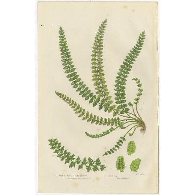 Common Club Moss, Alpine Club Moss and Fir Club Moss Botanical Triptych, 1873, Set of 3 For Sale - Image 4 of 9