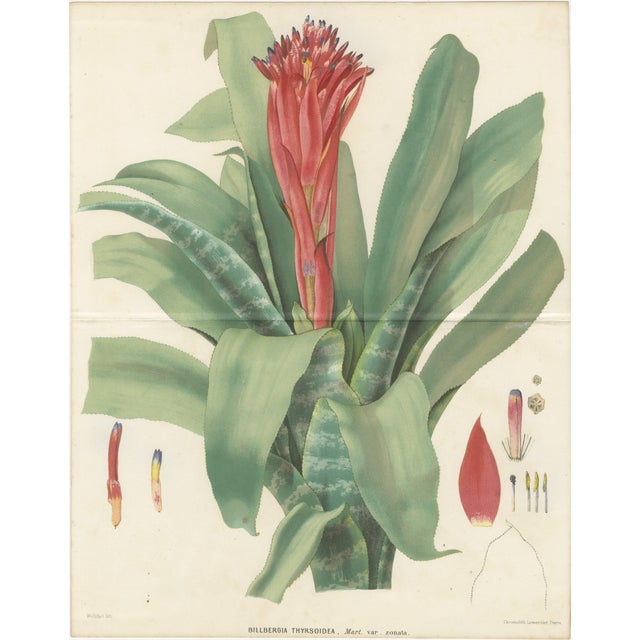 Antique Botanical Lithograph, Billbergia Thyrsoidea, de Vriese 1856 : A bold and visually striking mid-19th century...